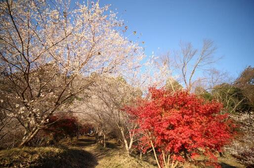 桜と紅葉 桜と紅葉の写真