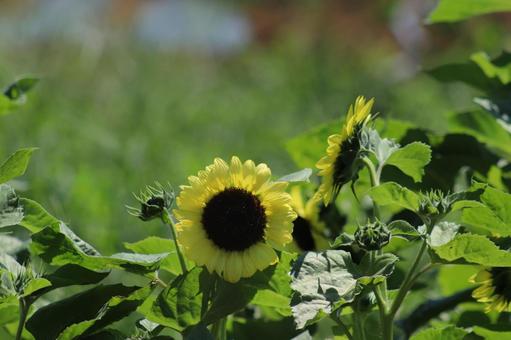 Sunflower, JPG Sunflower, JPG