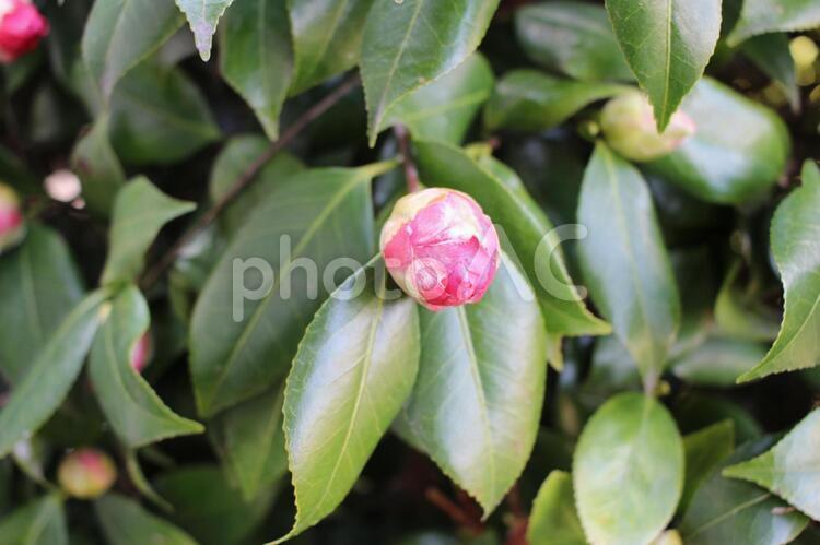 山茶花の蕾(３月） さざんか,サザンカ,ピンクの写真素材