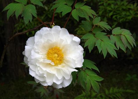 Peony 'Hakuoujishi', JPG