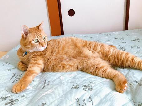 茶トラ猫 茶トラ猫 ねこ,猫,にゃんこの写真素材