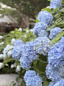 紫の 紫陽花 アジサイ 紫の 紫陽花 アジサイの写真