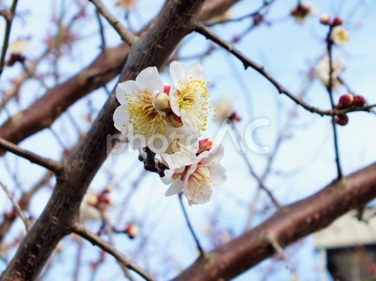 ぽつぽつと咲き始めた梅の花 梅,白梅,白い花の写真素材