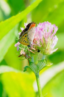 Photo, insect, butterfly, bennisimi, 