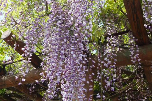 Wisteria trellis C, JPG