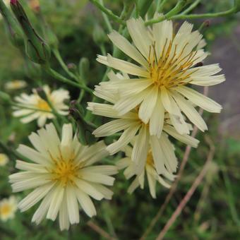アキノノゲシ（秋の野芥子） アキノノゲシ,秋の野芥子,花の写真素材