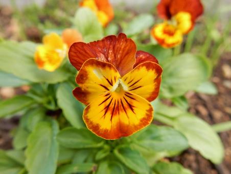 【花の写真】ピオラ ビオラ,三色菫,植物の写真素材