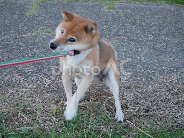お散歩イヤイヤ柴犬 犬,動物,草の写真素材