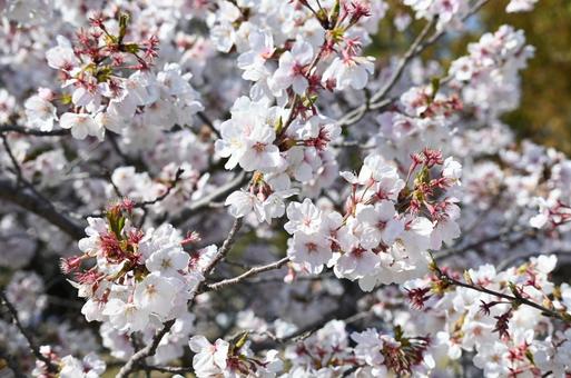 桜(一眼レフ使用) 桜(一眼レフ使用) 桜,サクラ,春の写真素材
