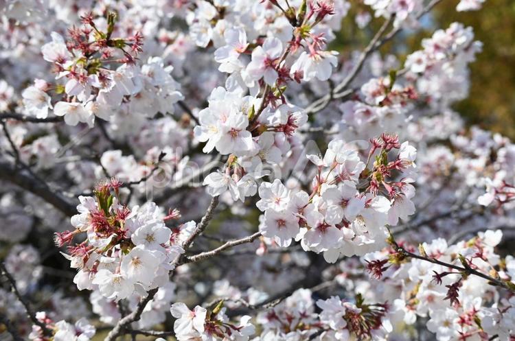 桜（一眼レフ使用） 桜,サクラ,春の写真素材