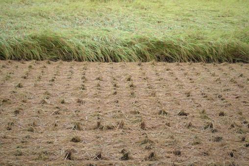 実りの秋。稲刈り 実りの秋。稲刈り 秋,稲刈,風景の写真素材