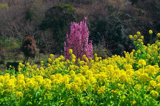 季節の花527 季節の花527の写真