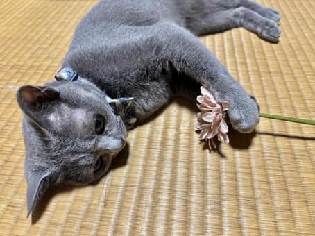 花を持って寝転ぶ猫 花を持って寝転ぶ猫 猫,花,ロシアンブルーの写真素材