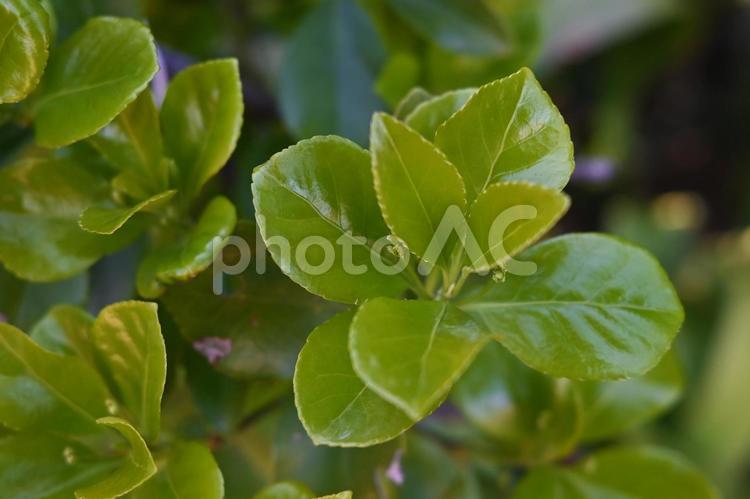 新宮市　三輪崎　鈴島　沿岸部の植物 沿岸部の植物,三輪崎,鈴島の写真素材
