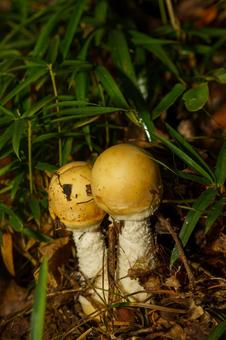 森の木陰で見つけたキノコ 森の木陰で見つけたキノコ キノコ,茸,秋の写真素材