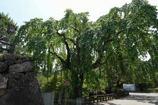 Photo, castillo hirosaki, hirosaki, parque de las ruinas del castillo de hirosaki, 