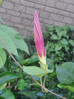 朝顔の蕾 朝顔の蕾 朝顔,あさがお,あさがほの写真素材