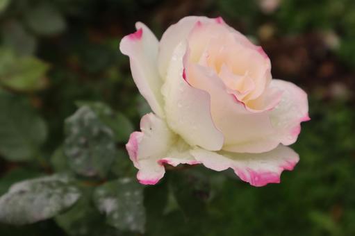 バラ園で淡い色の薔薇を撮った写真ですの写真