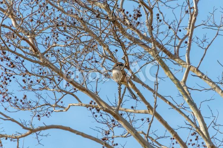冬の木にとまるモズ モズ,鳥,枝の写真素材