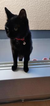 ベランダからこんにちは 猫,ベランダ,肉球の写真素材