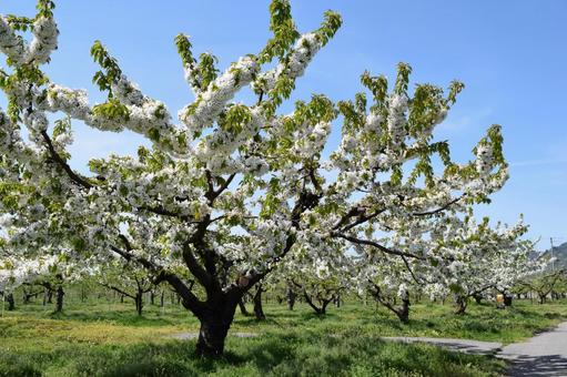 リンゴの花 山形県庄内 リンゴの花 山形県庄内 リンゴの花,リンゴ,白いリンゴの花の写真素材