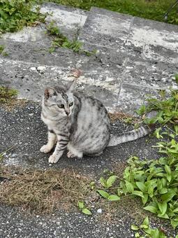 遠くを見つめる猫 猫,地域猫,catの写真素材