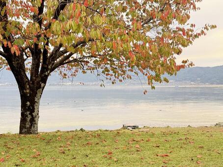 紅葉 紅葉,桜,秋の写真素材