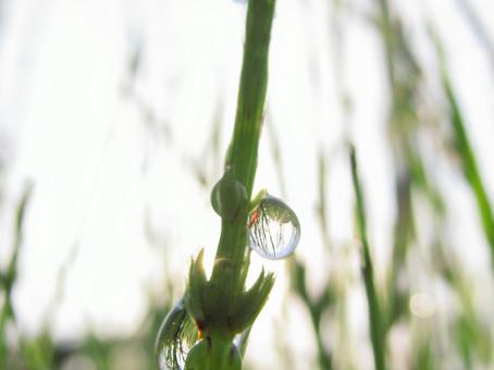 水滴と朝の光の風景 水滴と朝の光の風景 水滴,しずく,雨の写真素材