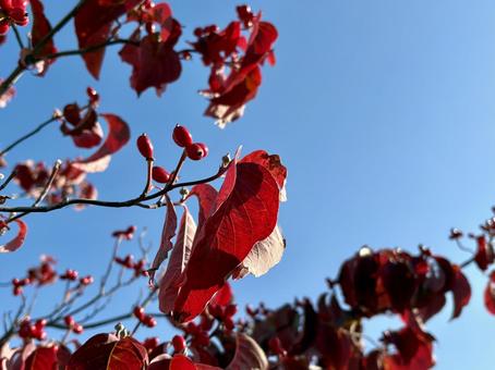 街の紅葉② 紅葉,秋,朝の写真素材