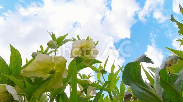 里山に咲くクリスマスローズ 植物,クリスマスローズ,薔薇の写真素材