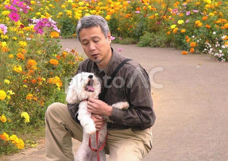 花畑とビションフリーゼと男性 ビションフリーゼ,犬,ペットの写真素材