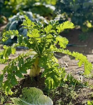 福井県坂井市　冬の畑 畑,農場,竹田水車メロディーパークの写真素材