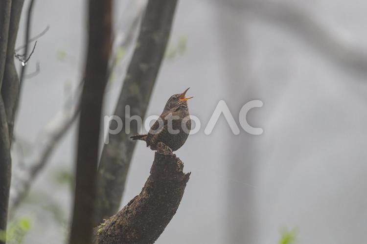 森の中のミソサザイ ミソサザイ,鷦鷯,野鳥の写真素材