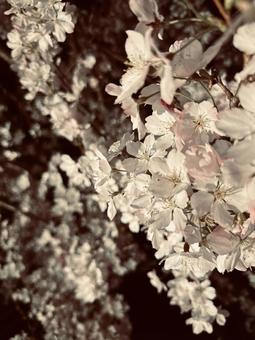 桜 桜の写真