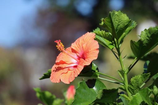 緑の葉とオレンジ色の花びらのハイビスカス 緑の葉とオレンジ色の花びらのハイビスカスの写真