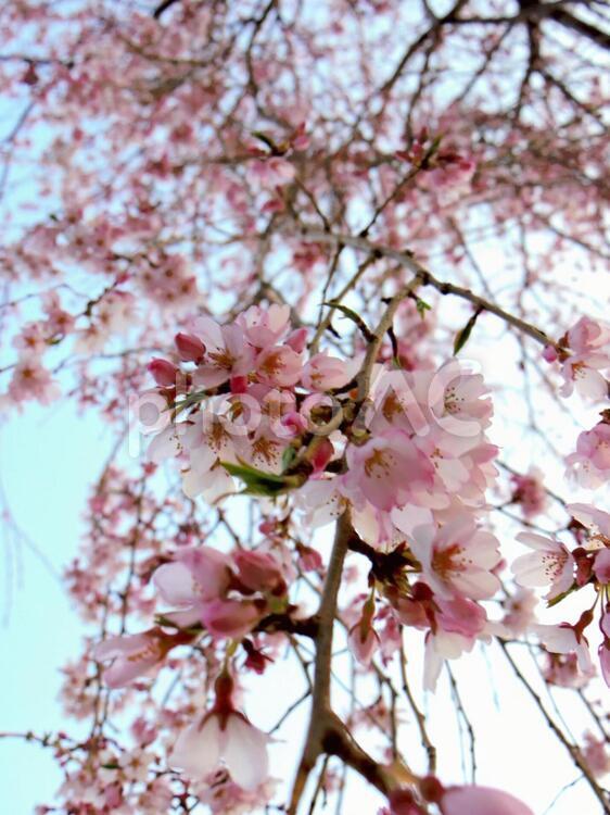 枝垂れ桜 枝垂れ桜,桜,お祝いの写真素材