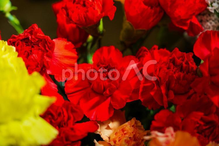 赤い花(その２) 花,赤い,カーネーションの写真素材