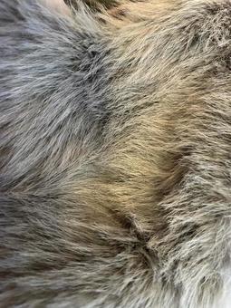 動物の毛並みテクスチャ 動物,毛並み,ファーの写真素材