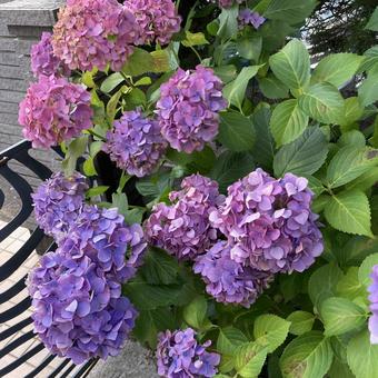 咲き終わりの紫陽花 咲き終わりの紫陽花 紫陽花,あじさい,6月の写真素材