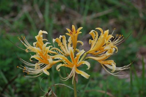 [Photo of cluster amaryllis] Scenery of cluster amaryllis blooming, JPG