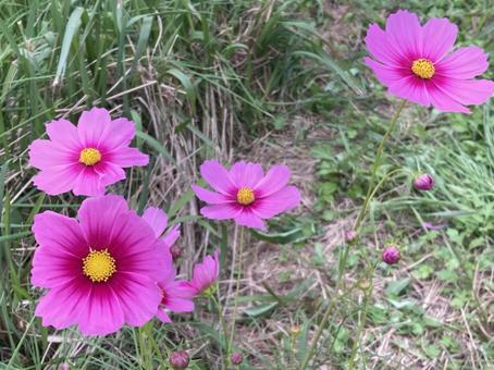 濃いピンク色のコスモスの写真