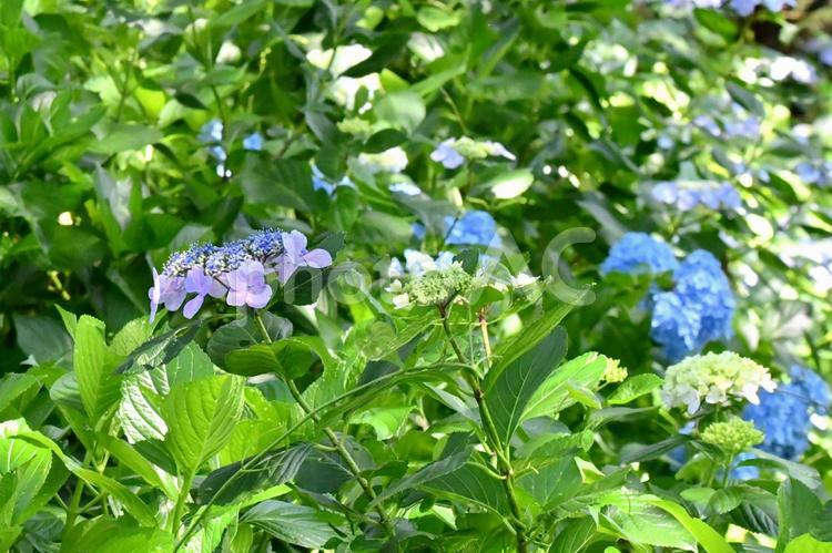 野山に咲くガクアジサイ 紫陽花,アジサイ,ガクアジサイの写真素材