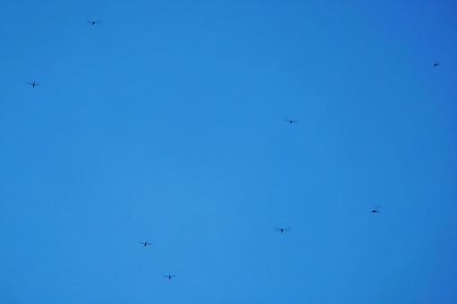 青空にトンボ舞う背景素材 青空にトンボ舞う背景素材の写真