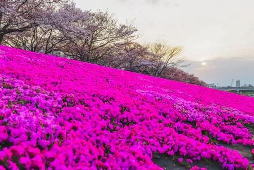 さくら さくらの写真