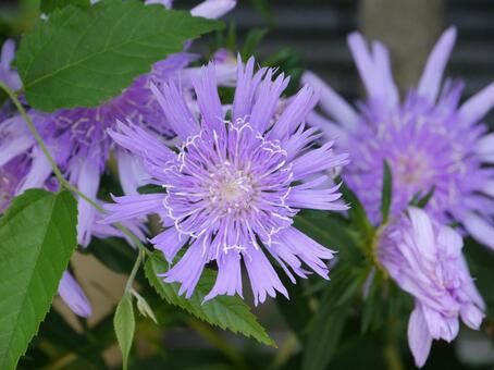 満開で優美なストケシア（瑠璃菊） ストケシア,ルリギク,花の写真素材