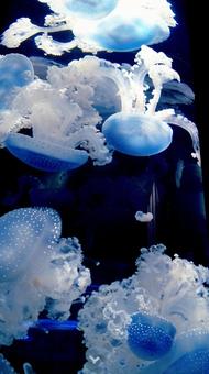 クラゲの大群 クラゲ,幻想的,水族館の写真素材