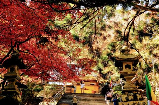 紅葉 紅葉の写真