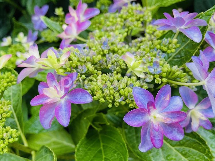雨上がりの紫色のアジサイ アジサイ,花,6月の写真素材