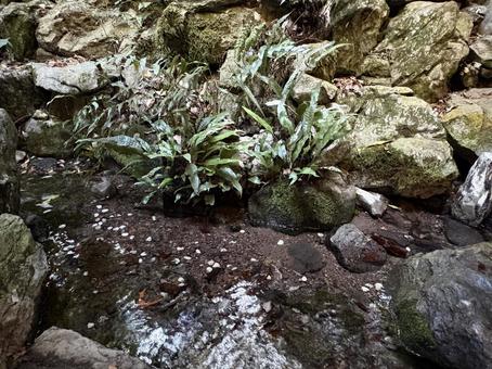 岩とシダ植物 岩とシダ植物 岩,シダ,植物の写真素材