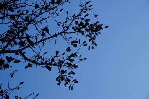 桜の木 秋,桜,山の空の写真素材